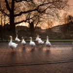 Fotowedstrijd "Wageningen, mijn Stad" 2018